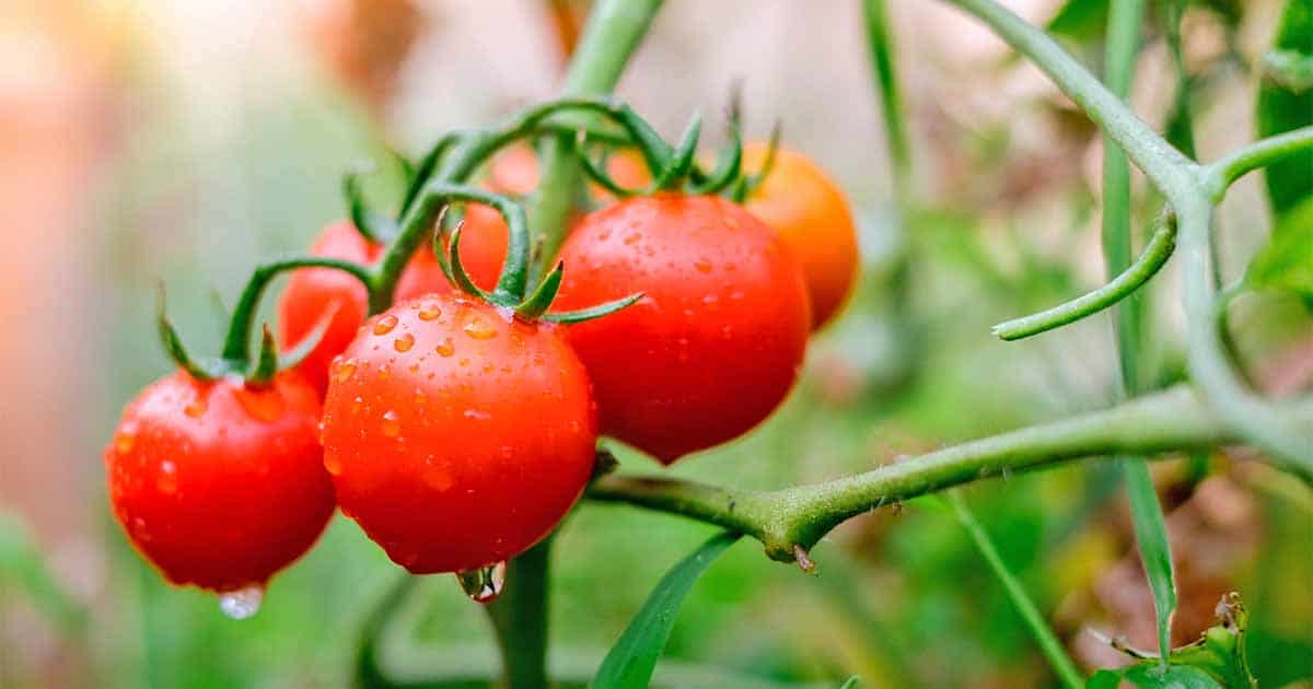 How-to-Grow-Tomatoes